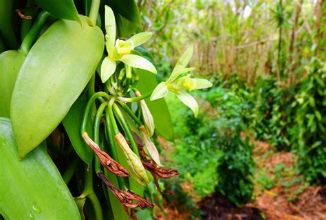 Vanilla cultivation can be beneficial for people and nature - Earth.com