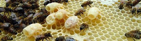 Queen Cells: The 3 types and what they can tell you about your hive.