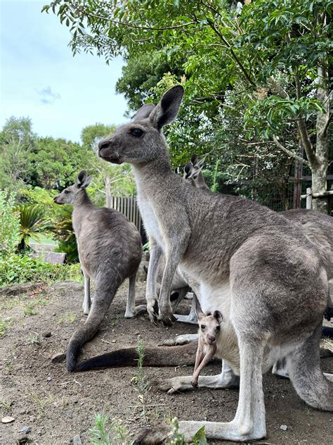 カンガルーブログ 4年ぶり|OH！カンガルー｜ブログ|金沢動物園公式サイト｜公益財団法人 横浜市緑の協会