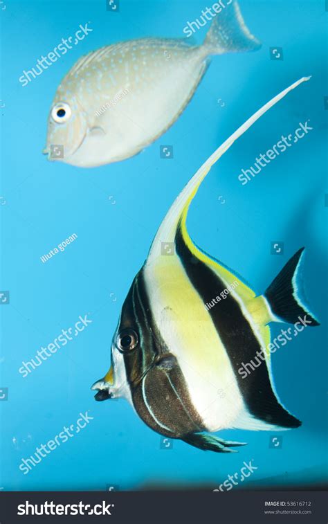 Moorish Idol Fish: Over 955 Royalty-Free Licensable Stock Photos | Shutterstock