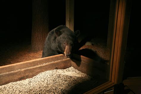 Please DO Feed the Bears, Biologist Says