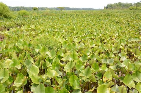 Green Plants in Muddy Water in Swamp or Wetland Stock Image - Image of flora, muddy: 188113613