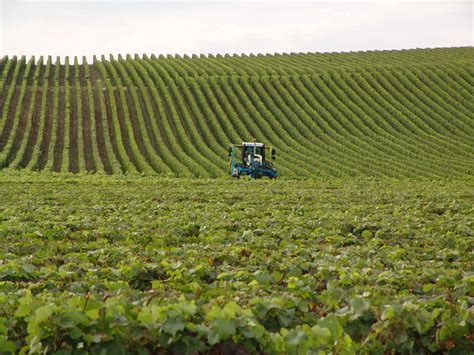 vineyard in Champagne Champagne Region, Friend Photos, Filmmaking, Carole, Farmland, Vineyard ...