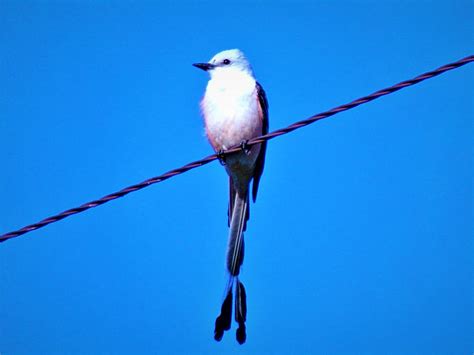 Scissor-tailed flycatcher Photograph by Cody Messick - Fine Art America