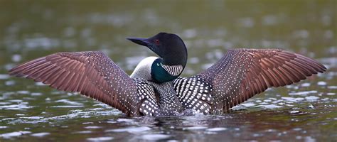 Common Loon | Audubon Field Guide