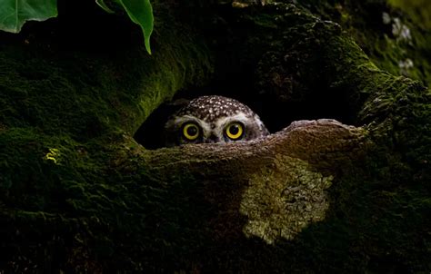 See 15 Amazing Wildlife Images From the Sony World Photography Awards | Smithsonian