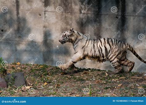 Playful Young White Tiger Cub in India Stock Image - Image of bengal ...