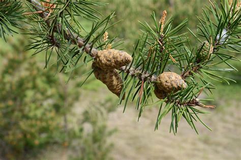 Kirtland's Warbler Habitat | Free Photo - rawpixel