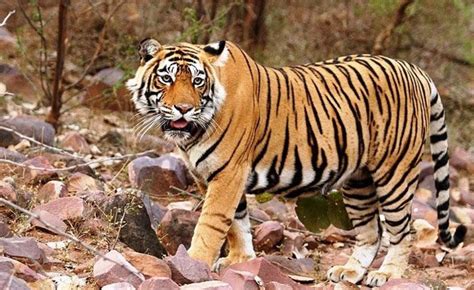 Pench National Park Weekend Getaway - Pench Tiger Reserve Tour