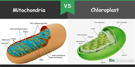 Difference Between Mitochondria and Chloroplast – Bio Differences