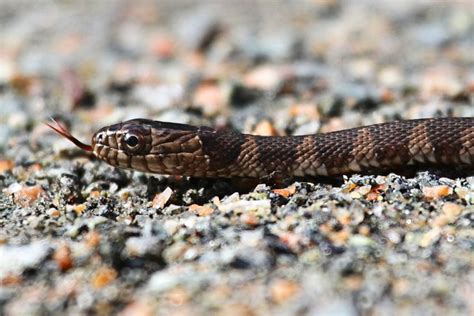 Baby Northern Water snake (Nerodia sipedon) | Flickr - Photo Sharing!