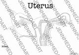 Uterus Anatomy Coloring Page  BLANK Digital Download Womb Female sketch template