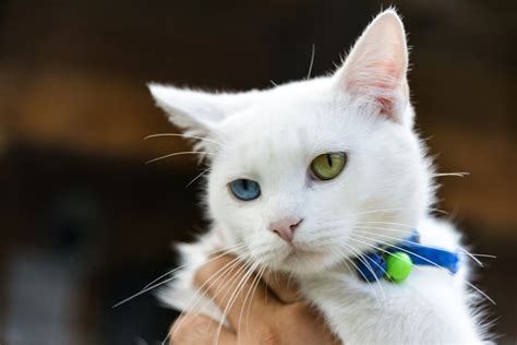 Are Manx Cats Rare? Meet the Manx | ASPCA Pet Health Insurance