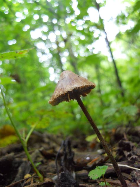 Psilocybe pelliculosa - Mushroom Hunting and Identification - Shroomery ...