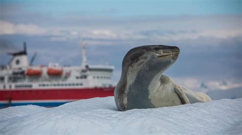 g adventures antarctica - Travel Just 4U