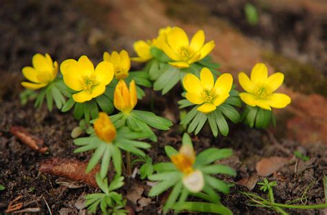 Winter Aconite Plants: Care and Growing Guide