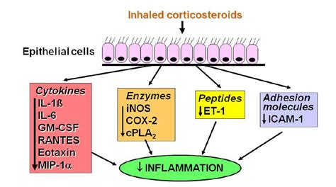 Inhaled corticosteroids may inhibit the transcription of several ...