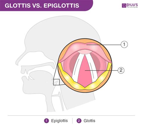 Difference Between Glottis and Epiglottis - Comparison Chart