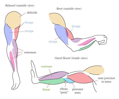 Diagram Of Body Muscles And Names / Millions of unique designs by independent artists. Find ...