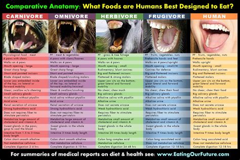 Chart : are humans designed to eat animal products? - Infographic.tv - Number one infographics ...