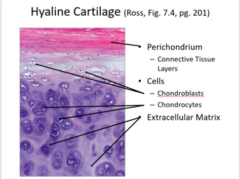 Articular Cartilage Histology