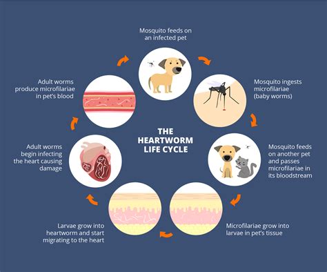 Heartworm Life Cycle