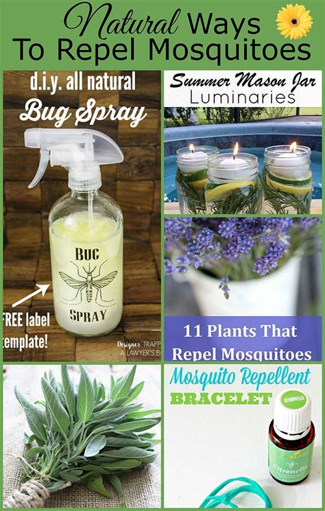 Natural ways to repel mosquitoes without bug spray, including plants ...