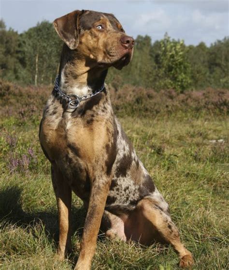 10 Cool Facts About Catahoula Leopard Dogs | PawNation | Leopard dog ...