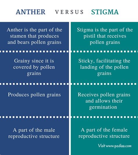 Difference Between Anther and Stigma | Definition, Features, Types