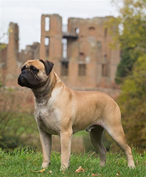 Bullmastiff | Breeds A to Z | The Kennel Club