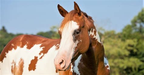 5 Cheapest Horse Breeds to Consider Buying & What to Look Out For