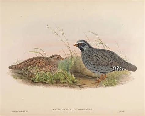 Himalayan quail - Facts, Diet, Habitat & Pictures on Animalia.bio