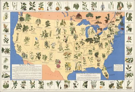Fascinating 1930’s Pharmacist Map of Herbal Cures Released To Public
