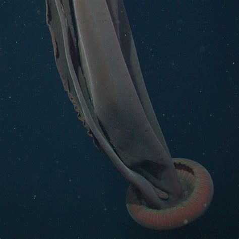 (@mbari_news) on Instagram: “This spectacular jellyfish, Stygiomedusa gigantea, is one of the ...