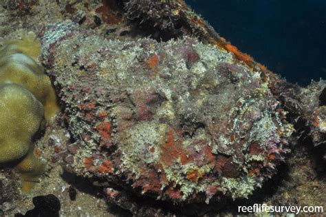 Synanceia verrucosa - Reef Stonefish | ReefLifeSurvey.com