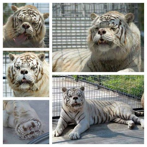 Tiger with Downs Syndrome | Animals wild, Animals, Cute animals