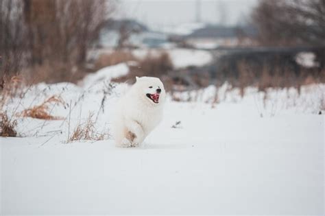 Premium Photo | A white fox runs in the snow.