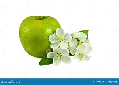 Big Green Apple with Small Bunch of Apple-tree Flowers Stock Photo - Image of freshness, nature ...