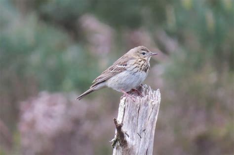 Tree Pipit - Thames Basin Heaths