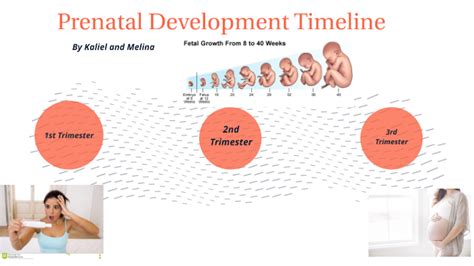 Prenatal Development Timeline by Kaliel Reid on Prezi