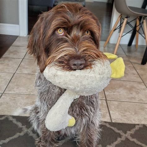 14 Reasons to Adore Wirehaired Pointing Griffons | PetPress | Griffon ...