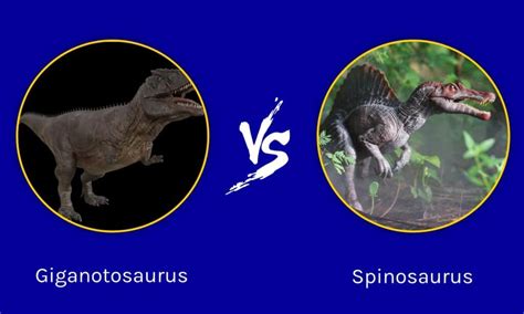 Giganotosaurus Vs Carcharodontosaurus Size