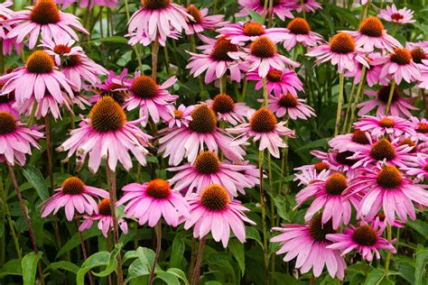 Top 10 Summer Sun-Loving Perennials – gardenpicsandtips.com