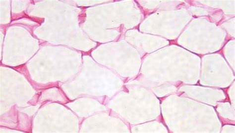 B8A12609 - Philip Harris Prepared Microscope Slide - Adipose Tissue Section | Philip Harris