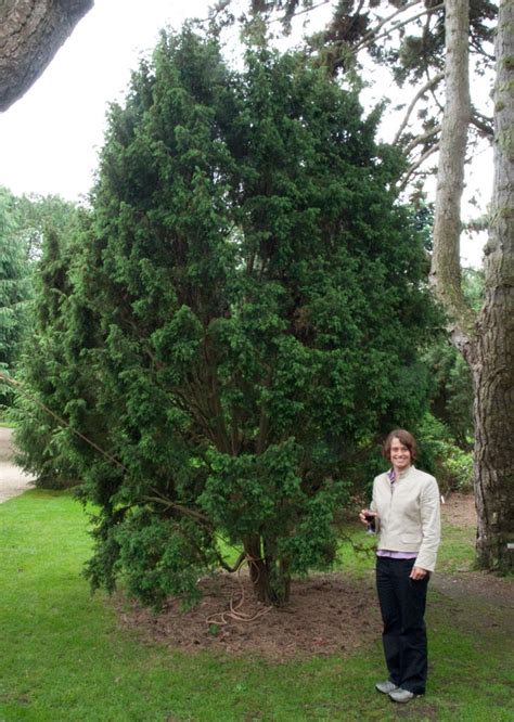 Juniperus communis (common juniper) description