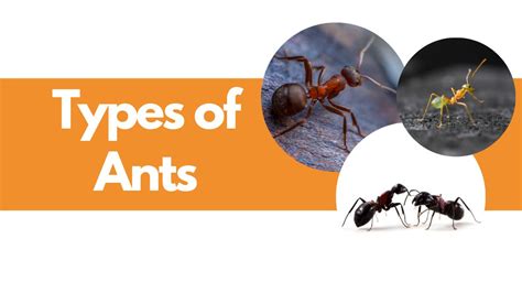 How Many Types of Ants Are In The World? - Types of Ants