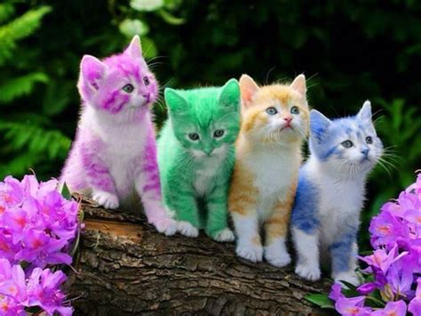 Rainbow Cats Wallpapers - Wallpaper Cave