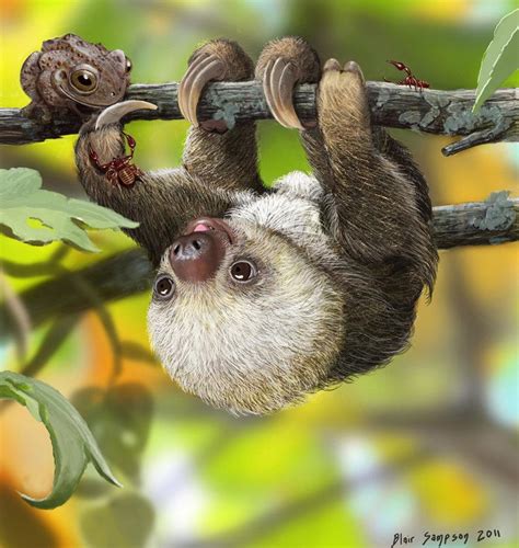 Baby Sloth Wallpapers - Wallpaper Cave