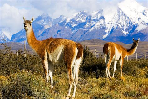 The rugged beauty of Torres del Paine National Park - Global Times