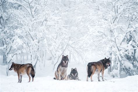 Download Snow Winter Animal Wolf 4k Ultra HD Wallpaper